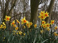 NL, Utrecht, De Bilt, Groenekan 2, Saxifraga-Foto Fitis-Sytske Dijksen