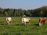 NL, Utrecht, De Bilt, Hollandsche Rading 1, Saxifraga-Foto Fitis-Sytske Dijksen