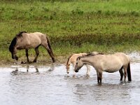 NL, Utrecht, Rhenen, Blauwe Kamer 43, Saxifraga-Foto Fitis-Sytske Dijksen