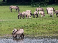 NL, Utrecht, Rhenen, Blauwe Kamer 44, Saxifraga-Foto Fitis-Sytske Dijksen