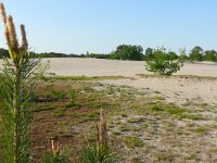 NL, Utrecht, Soest, Soesterduinen 1, Saxifraga-Tom Heijnen