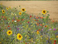 NL, Utrecht, Stichtse Vecht, Tienhoven 6, Saxifraga-Foto Fitis-Sytske Dijksen
