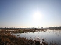 NL, Utrecht, Utrechtse Heuvelrug, Leersumse Veld 2, Saxifraga-Bart Vastenhouw