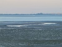 NL, Zeeland, Hulst 2, Saxifraga-Tom Heijnen