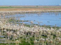 NL, Zeeland, Hulst, Hedwigepolder 1, Saxifraga-Tom Heijnen