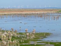 NL, Zeeland, Hulst, Hedwigepolder 2, Saxifraga-Tom Heijnen