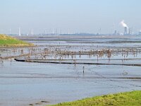 NL, Zeeland, Hulst, Hedwigepolder 3, Saxifraga-Tom Heijnen