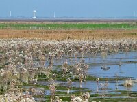 NL, Zeeland, Hulst, Hedwigepolder 4, Saxifraga-Tom Heijnen