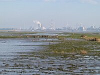 NL, Zeeland, Hulst, Hedwigepolder 8, Saxifraga-Tom Heijnen