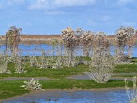 NL, Zeeland, Hulst, Hedwigepolder 9, Saxifraga-Tom Heijnen