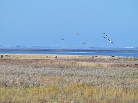 NL, Zeeland, Hulst, Schor van Baalhoek 1, Saxifraga-Tom Heijnen