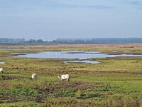 NL, Zeeland, Hulst, Verdronken Land van Saeftinghe 1, Saxifraga-Tom Heijnen