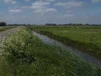 NL, Zeeland, Reimerswaal, Yerseke Moer 1, Saxifraga-Jan van der Straaten