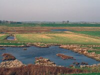 NL, Zeeland, Schouwen-Duiveland, Koudekerkse Inlaag 3, Saxifraga-Jan van der Straaten