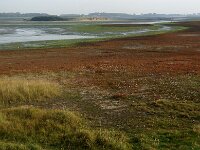 NL, Zeeland, Schouwen-Duiveland, Schelphoek 1, Saxifraga-Foto Fitis-Sytske Dijksen