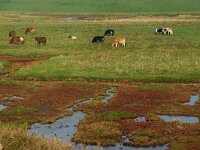NL, Zeeland, Schouwen-Duiveland, Schelphoek 1, Saxifraga-Foto Fitis-Sytske Dijksen
