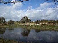 NL, Zeeland, Schouwen-Duiveland, Zeepeduinen 2, Saxifraga-Foto Fitis-Sytske Dijksen