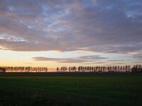 NL, Zeeland, Sluis, Nieuwvliet 1, Saxifraga-Bart Vastenhouw