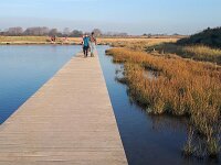 NL, Zeeland, Sluis, Verdronken Zwarte Polder 2, Saxifraga-Tom Heijnen