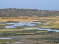 NL, Zeeland, Sluis, Verdronken Zwarte Polder 5, Saxifraga-Tom Heijnen