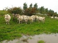 NL, Zeeland, Tholen 1, Saxifraga-Foto Fitis-Sytske Dijksen