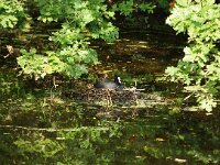 NL, Zuid-Holland, 's-Gravenhage, Landgoed Clingendael 1, Saxifraga-Foto Fitis-Sytske Dijksen
