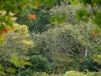 NL, Zuid-Holland, 's-Gravenhage, Landgoed Clingendael 5, Saxifraga-Foto Fitis-Sytske Dijksen