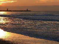 NL, Zuid-Holland, 's-Gravenhage, Scheveningen 1, Saxifraga-Tom Heijnen