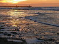 NL, Zuid-Holland, 's-Gravenhage, Scheveningen 2, Saxifraga-Tom Heijnen