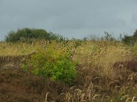 NL, Zuid-Holland, 's-Gravenhage, Solleveld 1, Foto Fitis-Sytske Dijksen