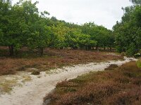 NL, Zuid-Holland, 's-Gravenhage, Solleveld 3, Foto Fitis-Sytske Dijksen