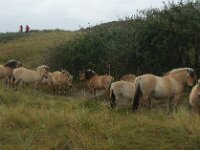 NL, Zuid-Holland, 's-Gravenhage, Solleveld 7, Saxifraga-Foto Fitis-Sytske Dijksen