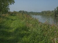 NL, Zuid-Holland, Dordrecht, Huiswaard 2, Saxifraga-Jan van der Straaten