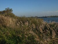 NL, Zuid-Holland, Dordrecht, Tongplaat 37, Saxifraga-Jan van der Straaten