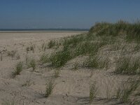 NL, Zuid-Holland, Goeree-Overflakkee, Kwade Hoek 85, Saxifraga-Jan van der Straaten