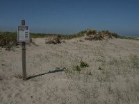 NL, Zuid-Holland, Goeree-Overflakkee, Kwade Hoek 86, Saxifraga-Jan van der Straaten