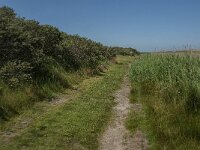 NL, Zuid-Holland, Goeree-Overflakkee, Kwade Hoek 88, Saxifraga-Jan van der Straaten
