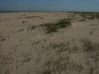 NL, Zuid-Holland, Goeree-Overflakkee, Kwade Hoek 94, Saxifraga-Jan van der Straaten