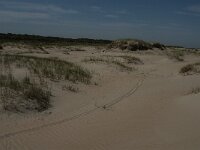NL, Zuid-Holland, Goeree-Overflakkee, Kwade Hoek 98, Saxifraga-Jan van der Straaten