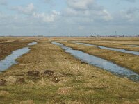 NL, Zuid-Holland, Hoeksche Waard, Strijen, Polder Het Oudeland van Strijen 12, Saxifraga-Jan van der Straaten