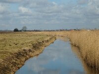 NL, Zuid-Holland, Hoeksche Waard, Strijen, Polder Het Oudeland van Strijen 4, Saxifraga-Jan van der Straaten