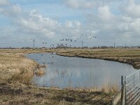 NL, Zuid-Holland, Hoeksche Waard, Strijen, Polder Het Oudeland van Strijen 7, Saxifraga-Jan van der Straaten