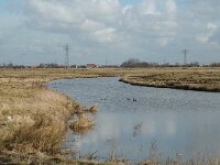 NL, Zuid-Holland, Hoeksche Waard, Strijen, Polder Het Oudeland van Strijen 8, Saxifraga-Jan van der Straaten