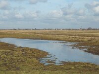 NL, Zuid-Holland, Hoeksche Waard, Strijen, Polder Het Oudeland van Strijen 9, Saxifraga-Jan van der Straaten
