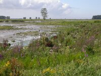 NL, Zuid-Holland, Hoeksche Waard, Tiengemeten 9, Saxifraga-Peter Meininger