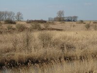 NL, Zuid-Holland, Hoeksche Waard, Tiengemeten, Blanken Slikken 1, Saxifraga-Jan van der Straaten