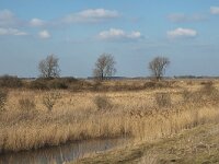 NL, Zuid-Holland, Hoeksche Waard, Tiengemeten, Blanken Slikken 2, Saxifraga-Jan van der Straaten