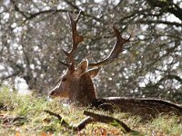 NL, Zuid-Holland, Noordwijk, Amsterdamse Waterleidingduinen 2, Saxifraga-Foto Fitis-Sytske Dijksen