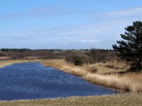 NL, Zuid-Holland, Noordwijk, Amsterdamse Waterleidingduinen 8, Saxifraga-Foto Fitis-Sytske Dijksen