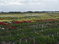 NL, Zuid-Holland, Teylingen, Voorhout 2, Saxifraga-Willem van Kruijsbergen